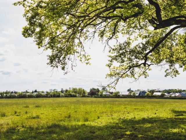 Vue sur la prairie humide Nostre-Seigne et un arbre à Onet-le-Château