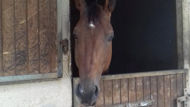 Cheval au centre équestre de Combelles au Monastère