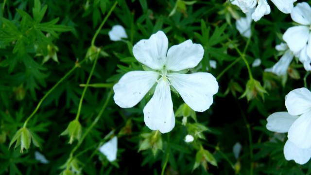 Fleur de printemps à Rodez