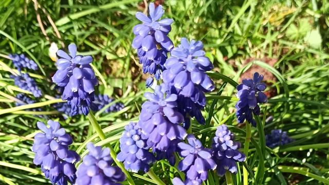 Fleurs violettes