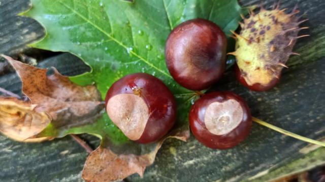 Marrons et feuilles d'automne