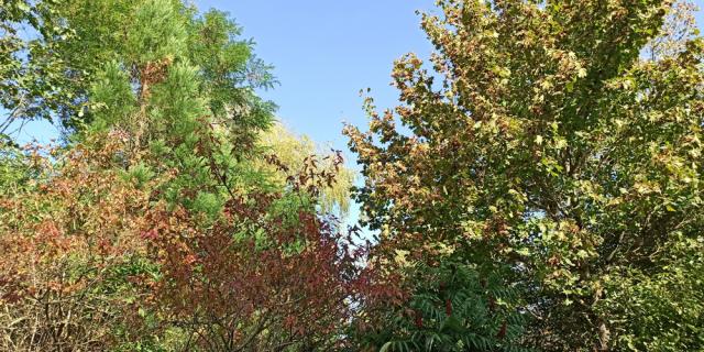 Arbres à l'automne