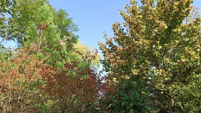 Arbres à l'automne