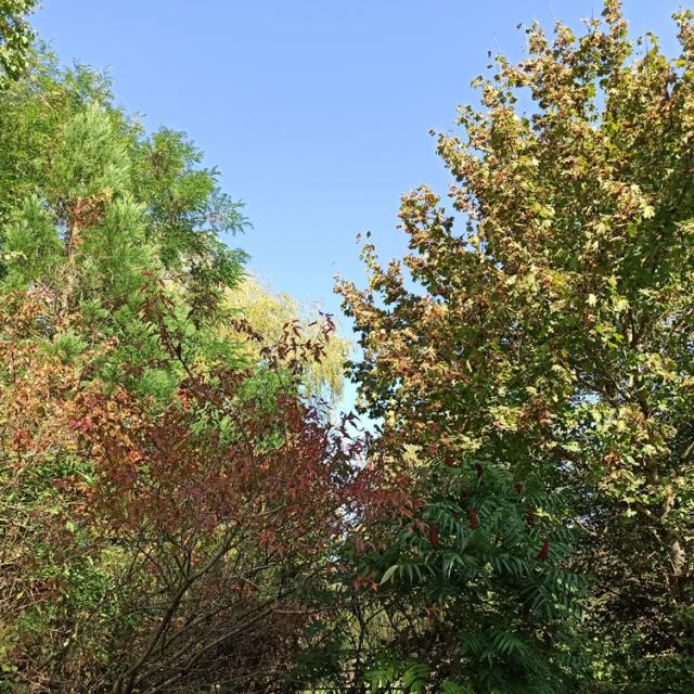 Arbres à l'automne