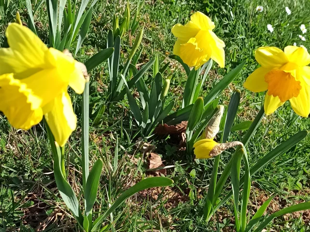 Jonquilles