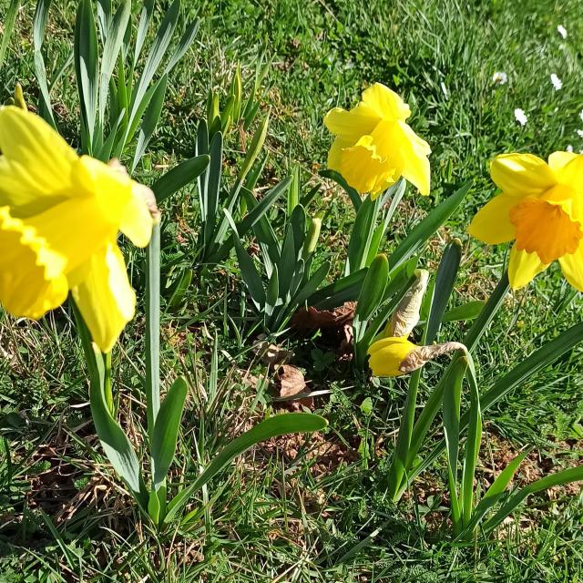 Jonquilles