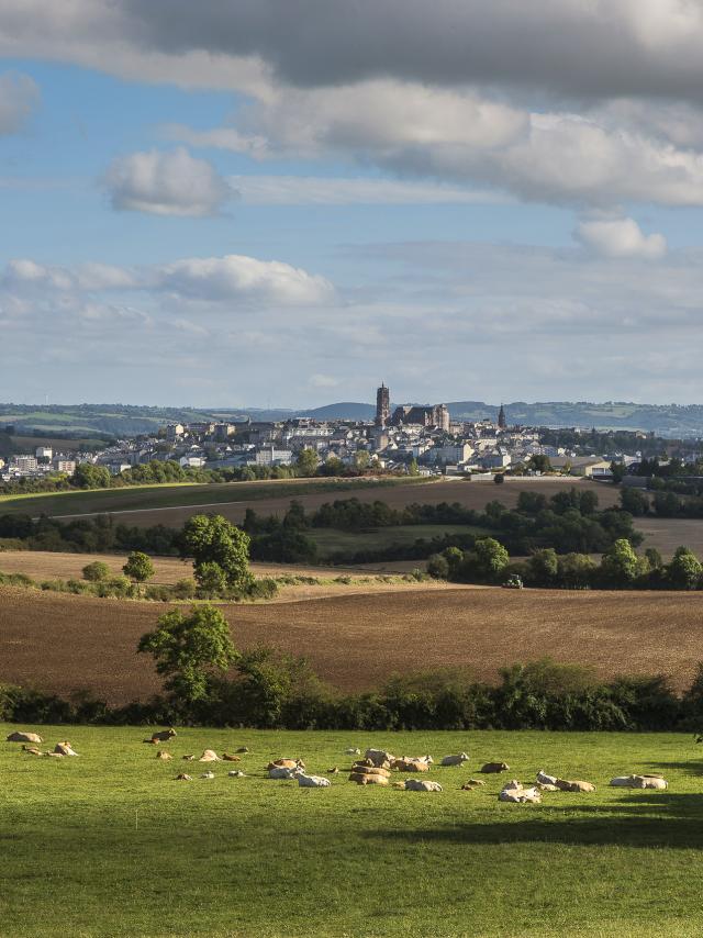 Vue lointaine sur Rodez et sa cathédrale depuis la campagne avec des prés et des vaches allongées dans l'herbe en premier plan