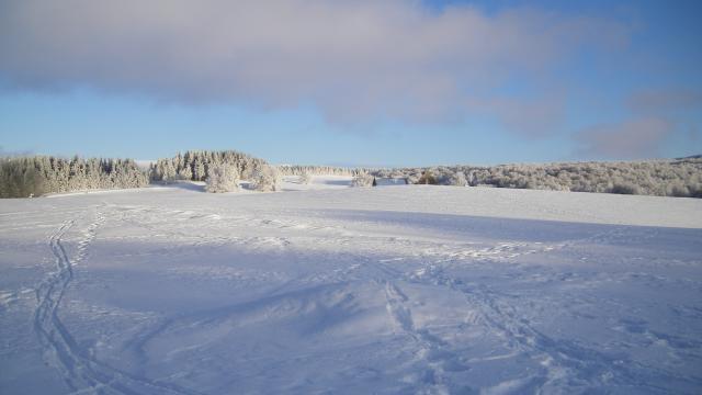 Aubrac