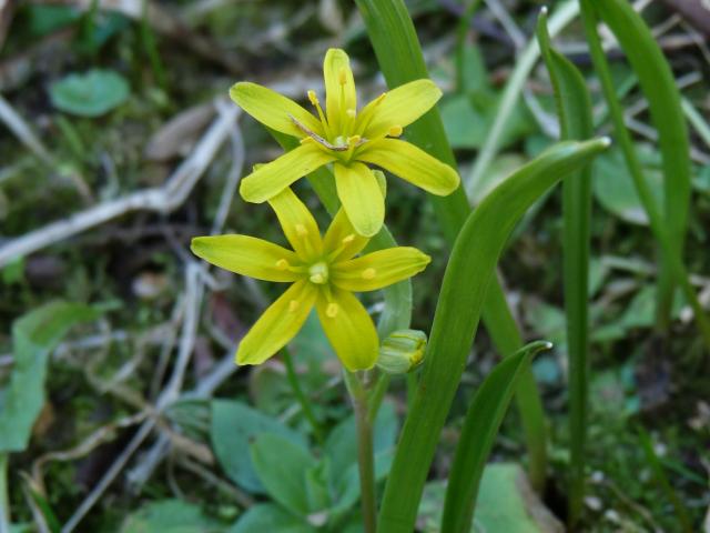 Gagea Lutea