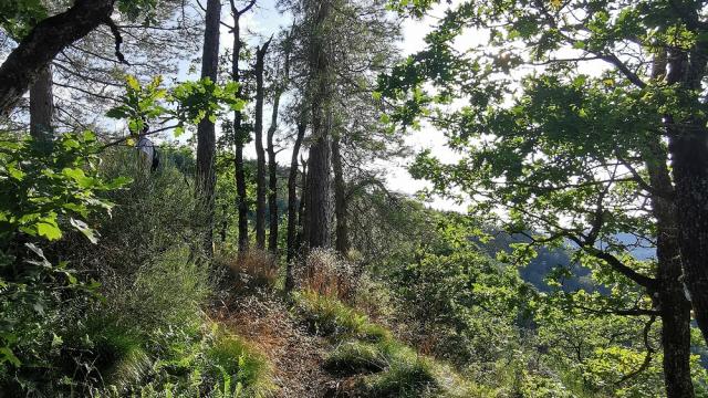 Dans la forêt de Linars